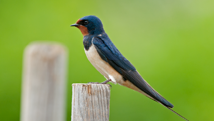 Participez à l’inventaire des hirondelles dans le cadre de l’ABI !